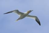 Adults are large and bright white with black wingtips. They are distinctively shaped with a long neck and long pointed beak, long pointed tail, and long pointed wings. At sea they flap and then glide low over the water, often travelling in small groups. They feed by flying high and circling before plunging into the sea. It breeds in significant numbers at only a few localities and so is an Amber List species. Biggest mainland breeding colony at RSPB's Bempton Cliffs. Two mainland colonies - at Bempton and Troup Head, Scotland. Big island colonies on St Kilda, the Northern Isles and Bass Rock in Scotland and Grassholm in Wales.